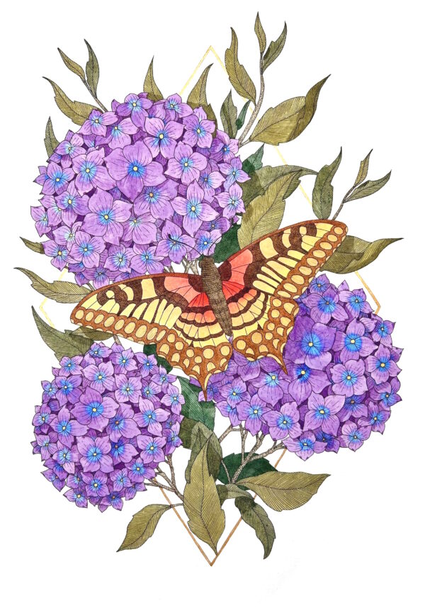 Butterfly & Hydrangeas Print