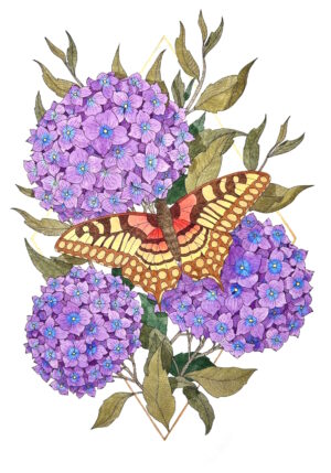 Butterfly & Hydrangeas Print